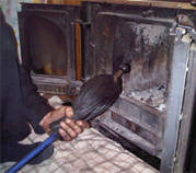 Stratford upon Avon Chimney Sweeps Services